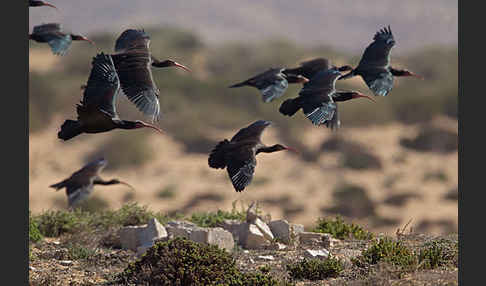 Waldrapp (Geronticus eremita)