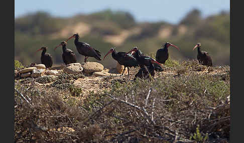 Waldrapp (Geronticus eremita)