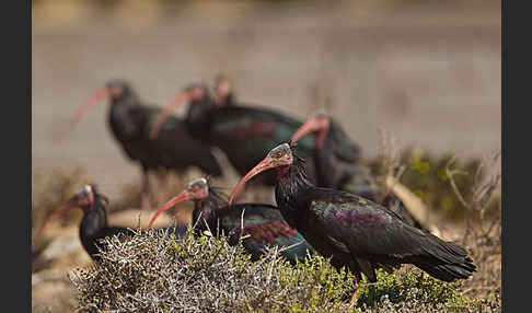 Waldrapp (Geronticus eremita)