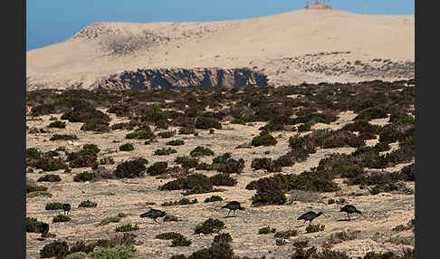 Waldrapp (Geronticus eremita)