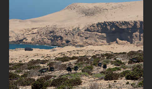 Waldrapp (Geronticus eremita)