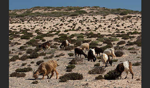 Hausziege (Capra aegagrus hircus)