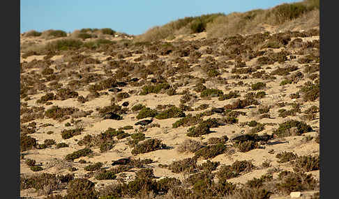 Waldrapp (Geronticus eremita)