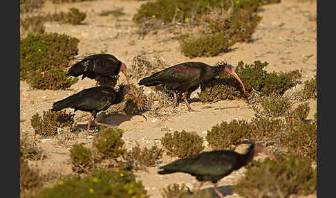 Waldrapp (Geronticus eremita)