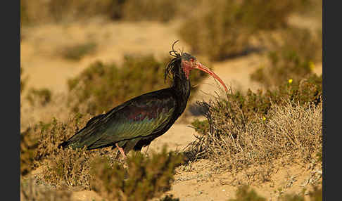 Waldrapp (Geronticus eremita)