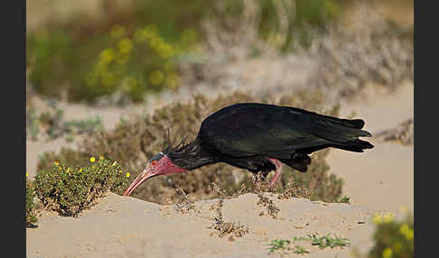 Waldrapp (Geronticus eremita)