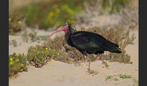 Waldrapp (Geronticus eremita)