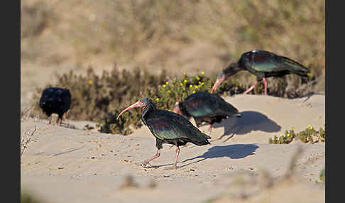 Waldrapp (Geronticus eremita)