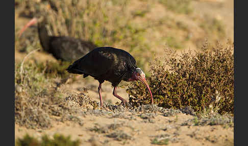 Waldrapp (Geronticus eremita)