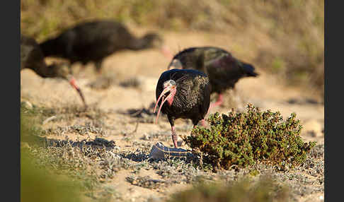 Waldrapp (Geronticus eremita)