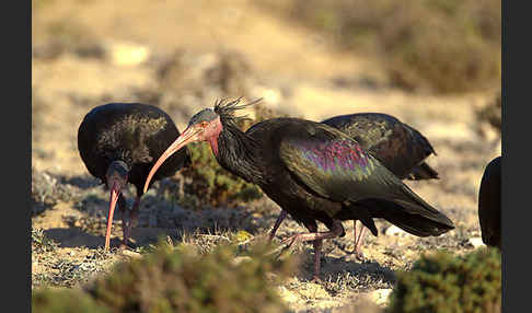 Waldrapp (Geronticus eremita)