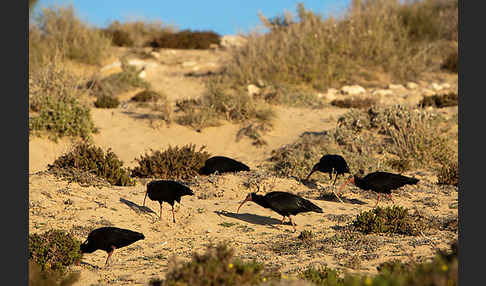 Waldrapp (Geronticus eremita)