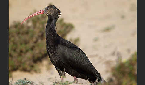 Waldrapp (Geronticus eremita)