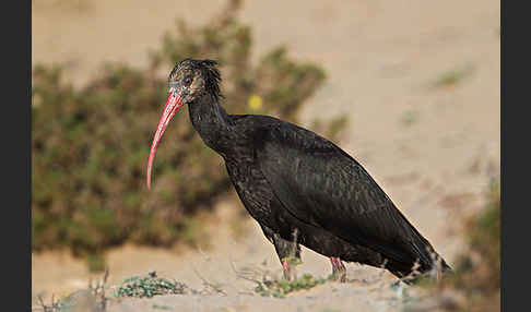 Waldrapp (Geronticus eremita)