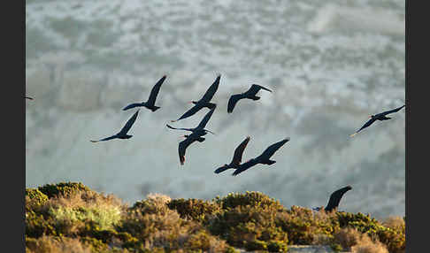 Waldrapp (Geronticus eremita)