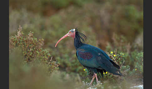 Waldrapp (Geronticus eremita)