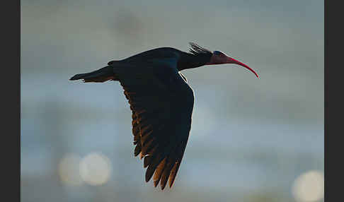 Waldrapp (Geronticus eremita)