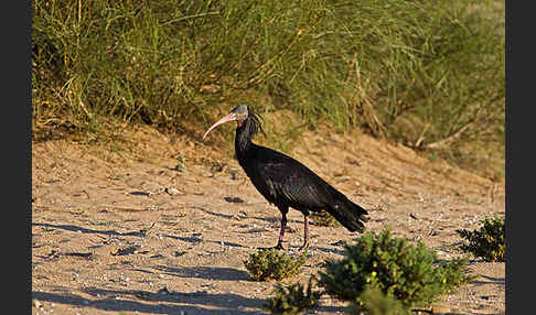 Waldrapp (Geronticus eremita)