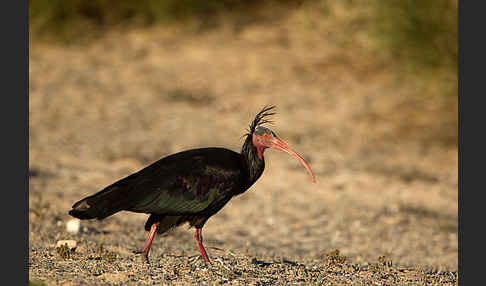 Waldrapp (Geronticus eremita)