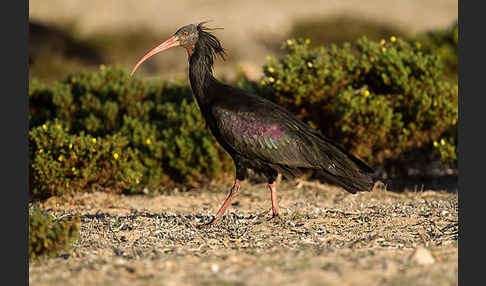 Waldrapp (Geronticus eremita)