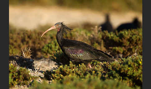 Waldrapp (Geronticus eremita)