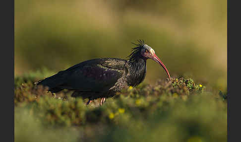 Waldrapp (Geronticus eremita)