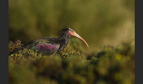 Waldrapp (Geronticus eremita)