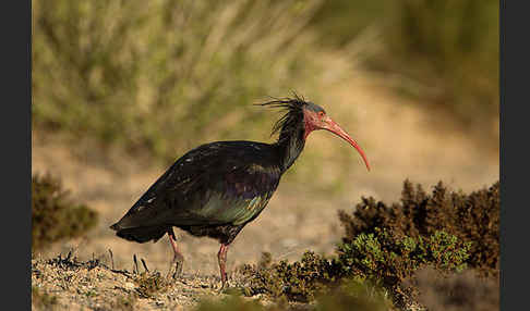 Waldrapp (Geronticus eremita)