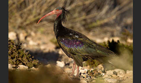 Waldrapp (Geronticus eremita)