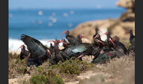 Waldrapp (Geronticus eremita)