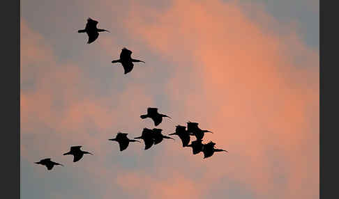 Waldrapp (Geronticus eremita)