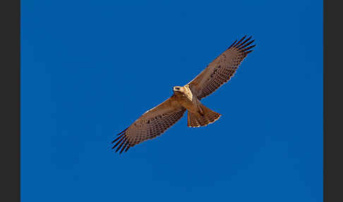 Habichtsadler (Aquila fasciata)