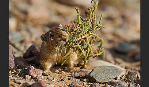 Fette Sandratte (Psammomys obesus)