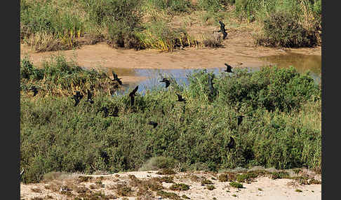 Waldrapp (Geronticus eremita)