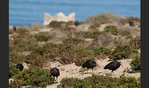 Waldrapp (Geronticus eremita)