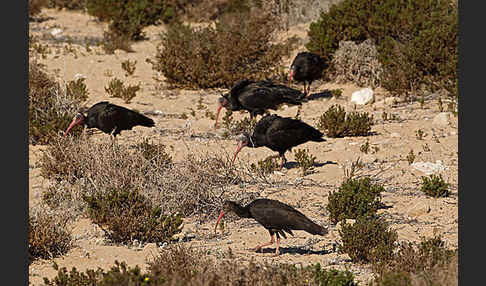 Waldrapp (Geronticus eremita)