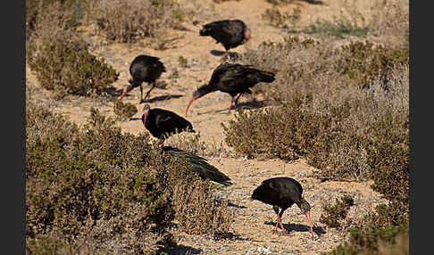 Waldrapp (Geronticus eremita)