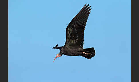 Waldrapp (Geronticus eremita)