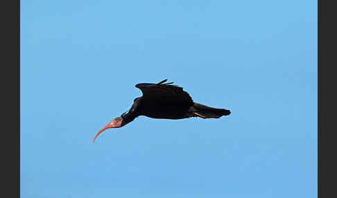 Waldrapp (Geronticus eremita)