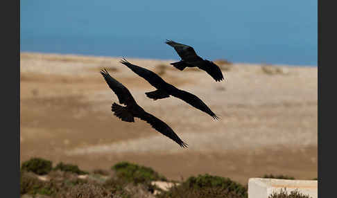 Waldrapp (Geronticus eremita)