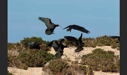 Waldrapp (Geronticus eremita)