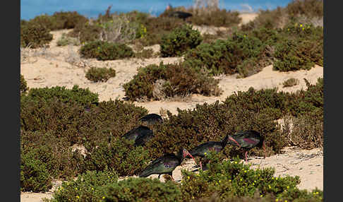 Waldrapp (Geronticus eremita)