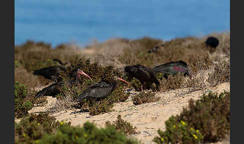 Waldrapp (Geronticus eremita)