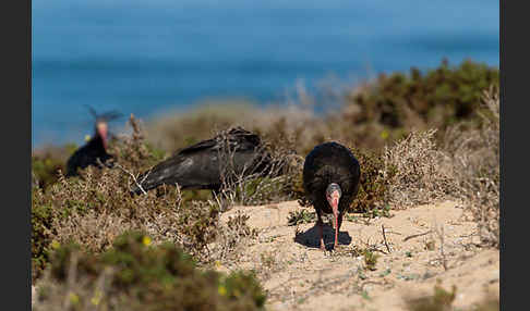 Waldrapp (Geronticus eremita)