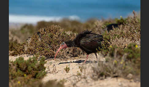 Waldrapp (Geronticus eremita)