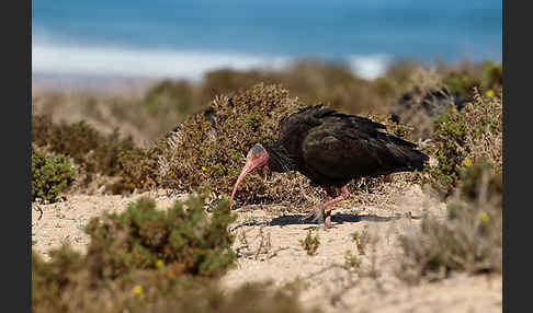 Waldrapp (Geronticus eremita)