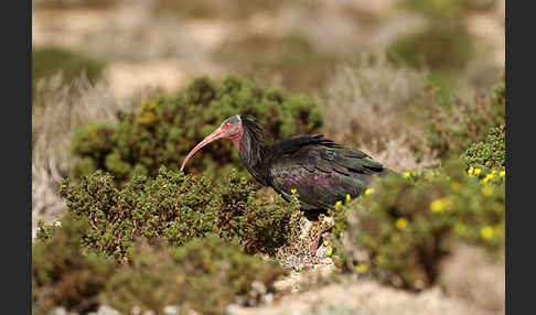 Waldrapp (Geronticus eremita)