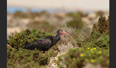 Waldrapp (Geronticus eremita)