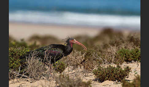 Waldrapp (Geronticus eremita)