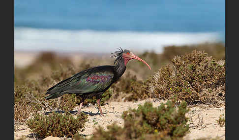 Waldrapp (Geronticus eremita)